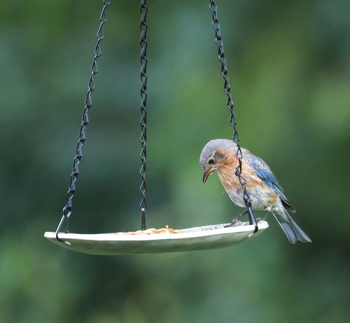 Ceramic hanging bird - ceramic, feeder